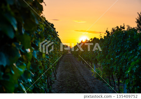 Sunset over the vineyard at South Moravia region, Czech republic. Traditional wine land. |Colorful sunset, dramatic clouds. Sunset over the vineyard at South Moravia region, Czech republic. Traditional wine land. |Colorful sunset, dramatic clouds. 135409752