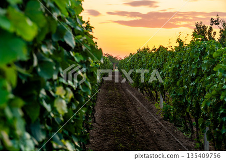 Sunset over the vineyard at South Moravia region, Czech republic. Traditional wine land. |Colorful sunset, dramatic clouds. Sunset over the vineyard at South Moravia region, Czech republic. Traditional wine land. |Colorful sunset, dramatic clouds. 135409756