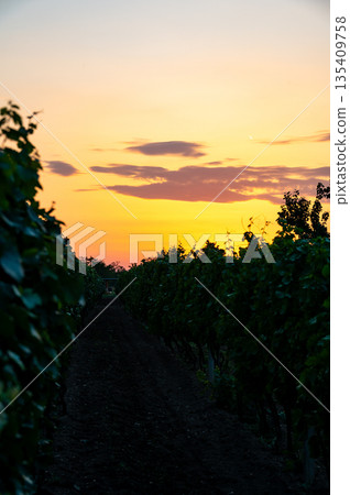Sunset over the vineyard at South Moravia region, Czech republic. Traditional wine land. |Colorful sunset, dramatic clouds. Sunset over the vineyard at South Moravia region, Czech republic. Traditional wine land. |Colorful sunset, dramatic clouds. 135409758