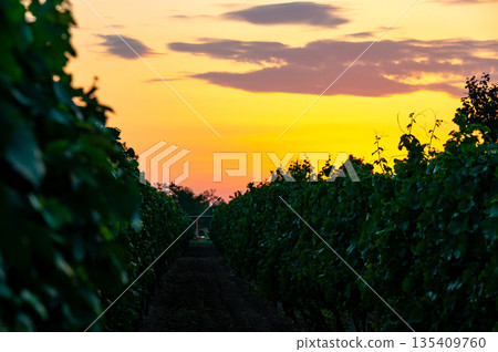 Sunset over the vineyard at South Moravia region, Czech republic. Traditional wine land. |Colorful sunset, dramatic clouds. Sunset over the vineyard at South Moravia region, Czech republic. Traditional wine land. |Colorful sunset, dramatic clouds. 135409760