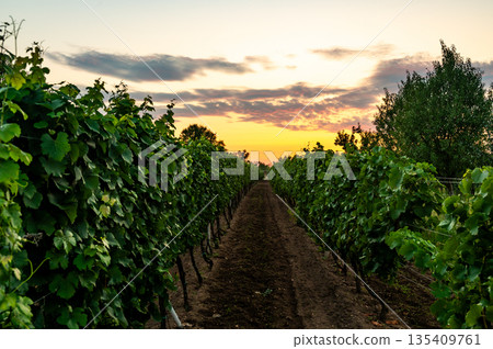 Sunset over the vineyard at South Moravia region, Czech republic. Traditional wine land. |Colorful sunset, dramatic clouds. Sunset over the vineyard at South Moravia region, Czech republic. Traditional wine land. |Colorful sunset, dramatic clouds. 135409761