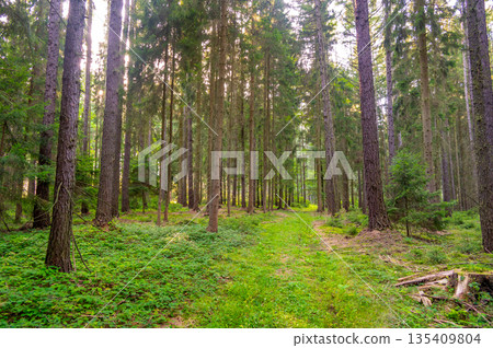 View of magical forest in soft light. Detail of forest lumber industry. View of magical forest in soft light. Detail of forest lumber industry. 135409804