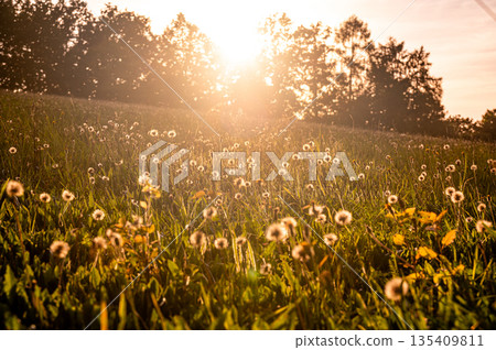 Meadow in the sunset, view of grass and flowers on meadow. Agriculture countryside land. 135409811