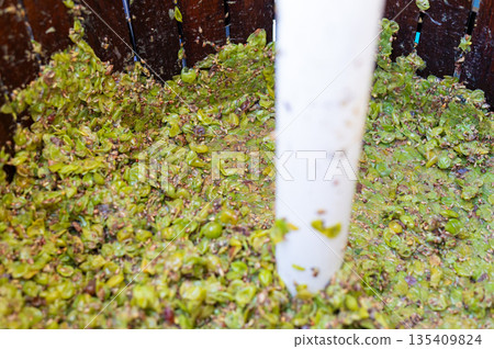 Pressed wine grapes in mechanical press, detail macro view. 135409824