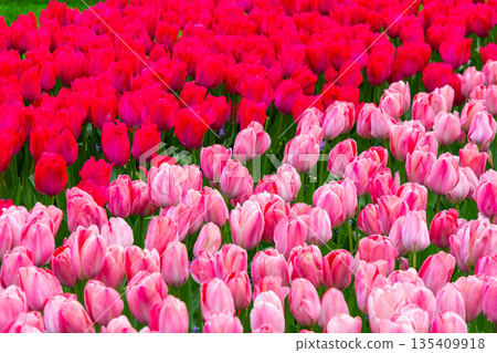 Beautiful Tulip flower in bloom, multiple colors - red, orange, pink, white. Formal garden Keukenhof, Netherlands. 135409918