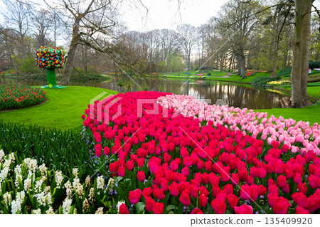 Beautiful Tulip flower in bloom, multiple colors - red, orange, pink, white. Formal garden Keukenhof, Netherlands. Beautiful Tulip flower in bloom, multiple colors - red, orange, pink, white. Formal garden Keukenhof, Netherlands. 135409920