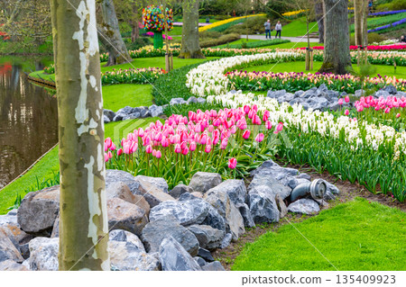 Beautiful Tulip flower in bloom, multiple colors - red, orange, pink, white. Formal garden Keukenhof, Netherlands. 135409923