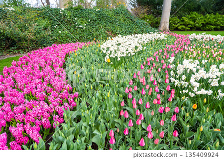 Beautiful Tulip flower in bloom, multiple colors - red, orange, pink, white. Formal garden Keukenhof, Netherlands. Beautiful Tulip flower in bloom, multiple colors - red, orange, pink, white. Formal garden Keukenhof, Netherlands. 135409924