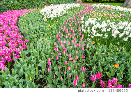 Beautiful Tulip flower in bloom, multiple colors - red, orange, pink, white. Formal garden Keukenhof, Netherlands. 135409925