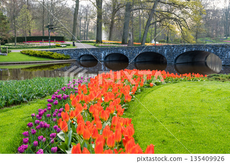 Beautiful Tulip flower in bloom, multiple colors - red, orange, pink, white. Formal garden Keukenhof, Netherlands. 135409926