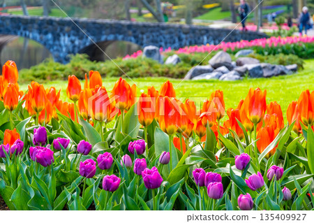 Beautiful Tulip flower in bloom, multiple colors - red, orange, pink, white. Formal garden Keukenhof, Netherlands. Beautiful Tulip flower in bloom, multiple colors - red, orange, pink, white. Formal garden Keukenhof, Netherlands. 135409927