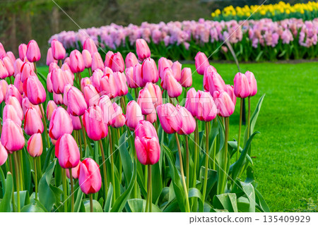 Beautiful Tulip flower in bloom, multiple colors - red, orange, pink, white. Formal garden Keukenhof, Netherlands. Beautiful Tulip flower in bloom, multiple colors - red, orange, pink, white. Formal garden Keukenhof, Netherlands. 135409929