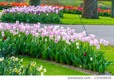 Beautiful Tulip flower in bloom, multiple colors - red, orange, pink, white. Formal garden Keukenhof, Netherlands. 135409930