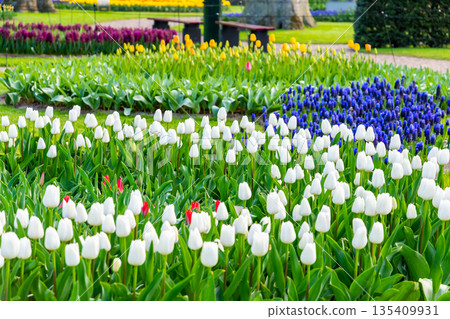 Beautiful Tulip flower in bloom, multiple colors - red, orange, pink, white. Formal garden Keukenhof, Netherlands. Beautiful Tulip flower in bloom, multiple colors - red, orange, pink, white. Formal garden Keukenhof, Netherlands. 135409931