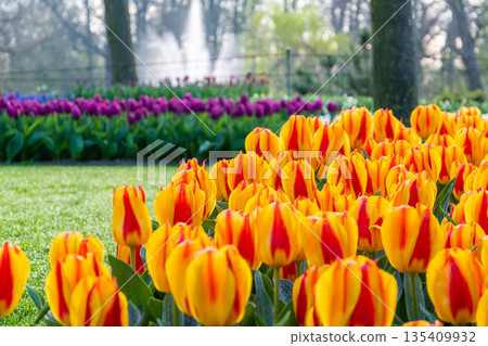 Beautiful Tulip flower in bloom, multiple colors - red, orange, pink, white. Formal garden Keukenhof, Netherlands. 135409932