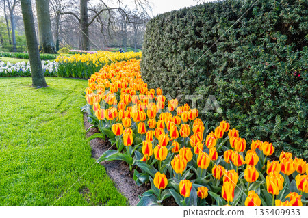 Beautiful Tulip flower in bloom, multiple colors - red, orange, pink, white. Formal garden Keukenhof, Netherlands. 135409933