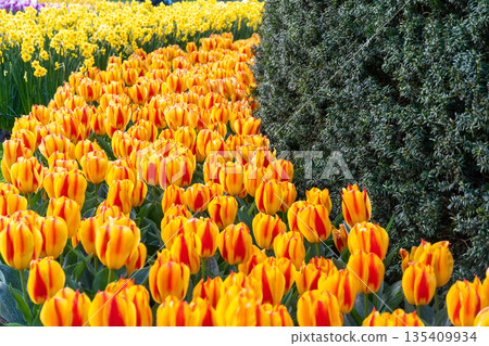 Beautiful Tulip flower in bloom, multiple colors - red, orange, pink, white. Formal garden Keukenhof, Netherlands. 135409934
