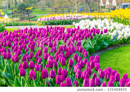 Beautiful Tulip flower in bloom, multiple colors - red, orange, pink, white. Formal garden Keukenhof, Netherlands. Beautiful Tulip flower in bloom, multiple colors - red, orange, pink, white. Formal garden Keukenhof, Netherlands. 135409935