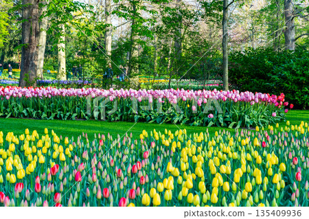 Beautiful Tulip flower in bloom, multiple colors - red, orange, pink, white. Formal garden Keukenhof, Netherlands. 135409936