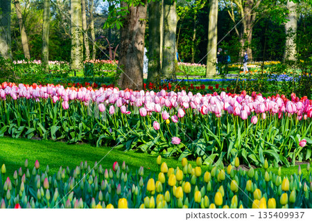 Beautiful Tulip flower in bloom, multiple colors - red, orange, pink, white. Formal garden Keukenhof, Netherlands. Beautiful Tulip flower in bloom, multiple colors - red, orange, pink, white. Formal garden Keukenhof, Netherlands. 135409937