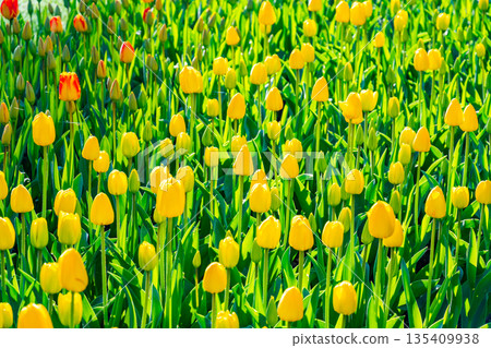 Beautiful Tulip flower in bloom, multiple colors - red, orange, pink, white. Formal garden Keukenhof, Netherlands. Beautiful Tulip flower in bloom, multiple colors - red, orange, pink, white. Formal garden Keukenhof, Netherlands. 135409938