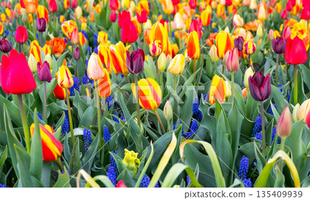 Beautiful Tulip flower in bloom, multiple colors - red, orange, pink, white. Formal garden Keukenhof, Netherlands. 135409939