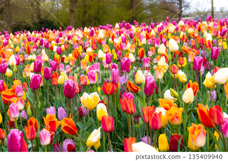 Beautiful Tulip flower in bloom, multiple colors - red, orange, pink, white. Formal garden Keukenhof, Netherlands. Beautiful Tulip flower in bloom, multiple colors - red, orange, pink, white. Formal garden Keukenhof, Netherlands. 135409940