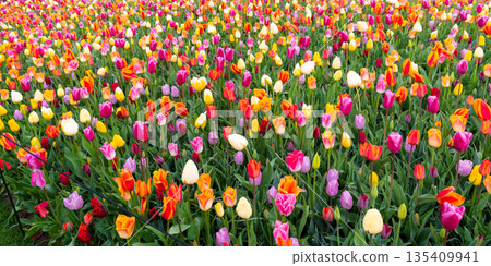 Beautiful Tulip flower in bloom, multiple colors - red, orange, pink, white. Formal garden Keukenhof, Netherlands. Beautiful Tulip flower in bloom, multiple colors - red, orange, pink, white. Formal garden Keukenhof, Netherlands. 135409941