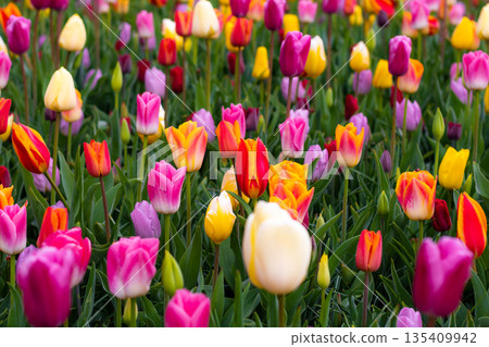 Beautiful Tulip flower in bloom, multiple colors - red, orange, pink, white. Formal garden Keukenhof, Netherlands. Beautiful Tulip flower in bloom, multiple colors - red, orange, pink, white. Formal garden Keukenhof, Netherlands. 135409942