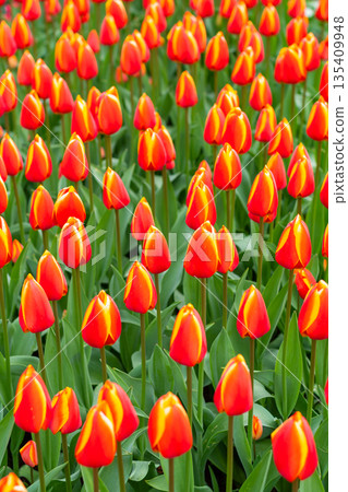 Beautiful Tulip flower in bloom, multiple colors - red, orange, pink, white. Formal garden Keukenhof, Netherlands. Beautiful Tulip flower in bloom, multiple colors - red, orange, pink, white. Formal garden Keukenhof, Netherlands. 135409948