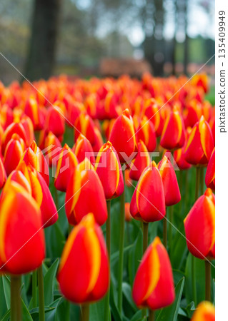 Beautiful Tulip flower in bloom, multiple colors - red, orange, pink, white. Formal garden Keukenhof, Netherlands. 135409949