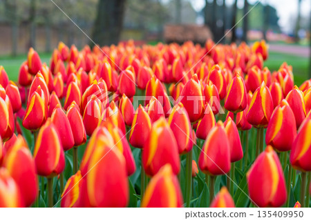 Beautiful Tulip flower in bloom, multiple colors - red, orange, pink, white. Formal garden Keukenhof, Netherlands. 135409950