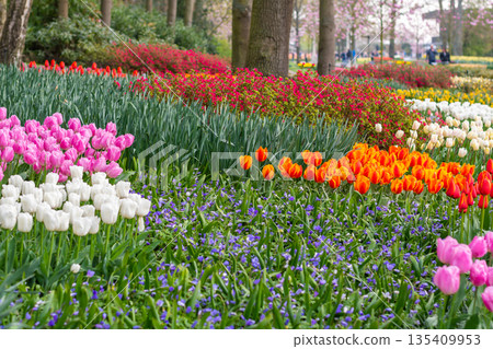 Beautiful Tulip flower in bloom, multiple colors - red, orange, pink, white. Formal garden Keukenhof, Netherlands. Beautiful Tulip flower in bloom, multiple colors - red, orange, pink, white. Formal garden Keukenhof, Netherlands. 135409953