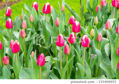 Beautiful Tulip flower in bloom, multiple colors - red, orange, pink, white. Formal garden Keukenhof, Netherlands. 135409955