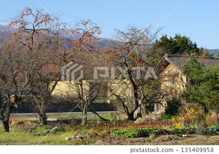 Abandoning persimmon kernels 135409958