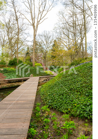 Field of beautiful pink, violet hyacinthus flower in bloom. Spring plant in form of circle, placed in fresh green grass. 135409996