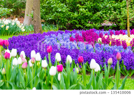 Field of beautiful pink, violet hyacinthus flower in bloom. Spring plant in form of circle, placed in fresh green grass. Field of beautiful pink, violet hyacinthus flower in bloom. Spring plant in form of circle, placed in fresh green grass. 135410006