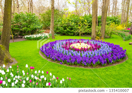 Field of beautiful pink, violet hyacinthus flower in bloom. Spring plant in form of circle, placed in fresh green grass. Field of beautiful pink, violet hyacinthus flower in bloom. Spring plant in form of circle, placed in fresh green grass. 135410007