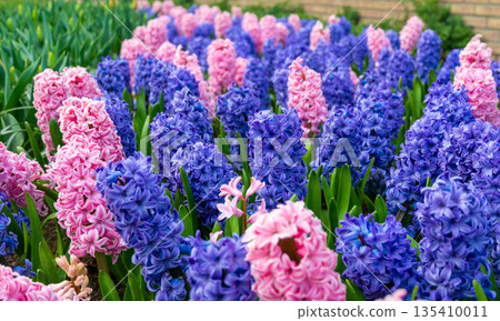 Field of beautiful pink, violet hyacinthus flower in bloom. Spring plant in form of circle, placed in fresh green grass. Field of beautiful pink, violet hyacinthus flower in bloom. Spring plant in form of circle, placed in fresh green grass. 135410011