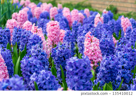 Field of beautiful pink, violet hyacinthus flower in bloom. Spring plant in form of circle, placed in fresh green grass. Field of beautiful pink, violet hyacinthus flower in bloom. Spring plant in form of circle, placed in fresh green grass. 135410012