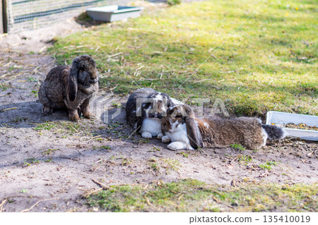 Cute rabbits are resting on the ground in small farm near the green grass. 135410019