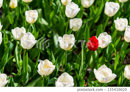 One single red tulip is growing in field of white tulips. Concept of exceptionality and uniqueness. 135410020