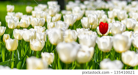 One single red tulip is growing in field of white tulips. Concept of exceptionality and uniqueness. One single red tulip is growing in field of white tulips. Concept of exceptionality and uniqueness. 135410021