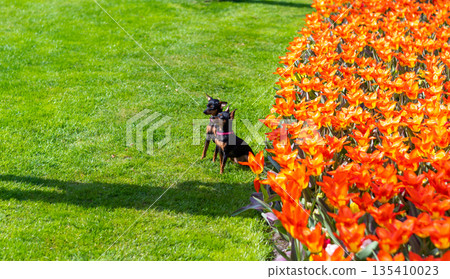 Two chihuahua dogs in front of orange tulip field. Two chihuahua dogs in front of orange tulip field. 135410023