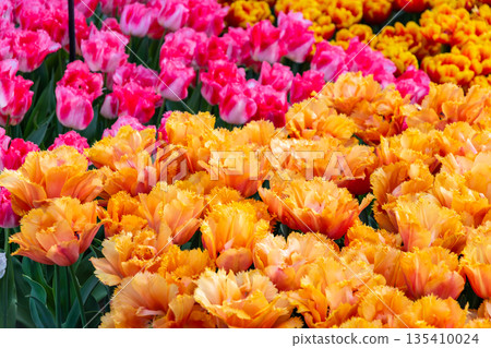 Closeup view of beautiful tulip field in bloom. Tulip flower of multiple colors - pink, yellow, violet, red, orange. Tulips are typical flower in Netherlands. Closeup view of beautiful tulip field in bloom. Tulip flower of multiple colors - pink, yellow, violet, red, orange. Tulips are typical flower in Netherlands. 135410024