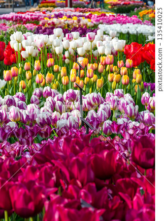 Closeup view of beautiful tulip field in bloom. Tulip flower of multiple colors - pink, yellow, violet, red, orange. Tulips are typical flower in Netherlands. Closeup view of beautiful tulip field in bloom. Tulip flower of multiple colors - pink, yellow, violet, red, orange. Tulips are typical flower in Netherlands. 135410025