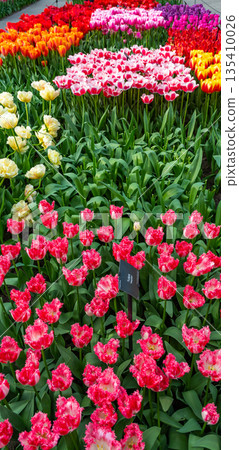Closeup view of beautiful tulip field in bloom. Tulip flower of multiple colors - pink, yellow, violet, red, orange. Tulips are typical flower in Netherlands. Closeup view of beautiful tulip field in bloom. Tulip flower of multiple colors - pink, yellow, violet, red, orange. Tulips are typical flower in Netherlands. 135410026