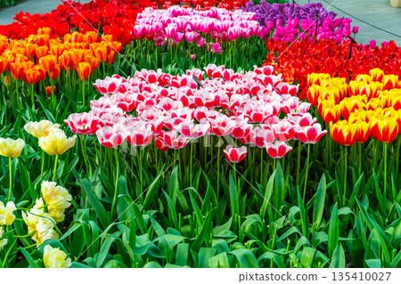 Closeup view of beautiful tulip field in bloom. Tulip flower of multiple colors - pink, yellow, violet, red, orange. Tulips are typical flower in Netherlands. Closeup view of beautiful tulip field in bloom. Tulip flower of multiple colors - pink, yellow, violet, red, orange. Tulips are typical flower in Netherlands. 135410027