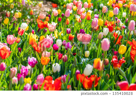 Closeup view of beautiful tulip field in bloom. Tulip flower of multiple colors - pink, yellow, violet, red, orange. Tulips are typical flower in Netherlands. 135410028