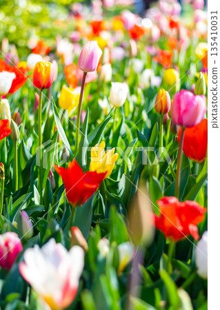 Closeup view of beautiful tulip field in bloom. Tulip flower of multiple colors - pink, yellow, violet, red, orange. Tulips are typical flower in Netherlands. Closeup view of beautiful tulip field in bloom. Tulip flower of multiple colors - pink, yellow, violet, red, orange. Tulips are typical flower in Netherlands. 135410031
